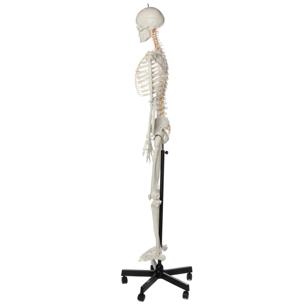 Life-Size Human Skeleton H550712