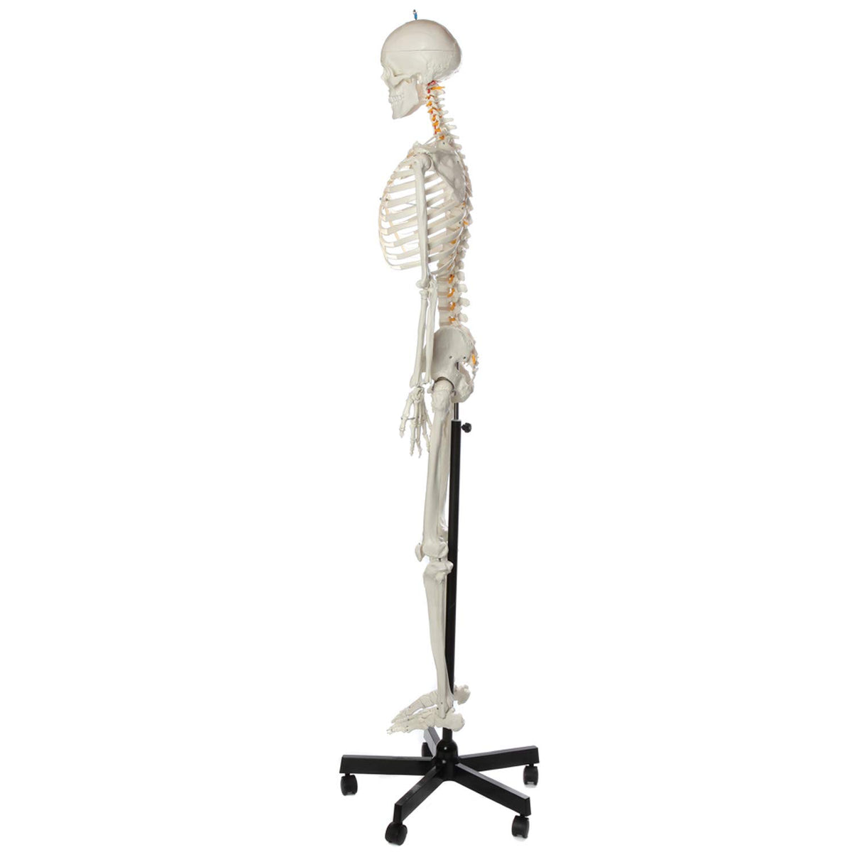 Life-Size Human Skeleton H550712
