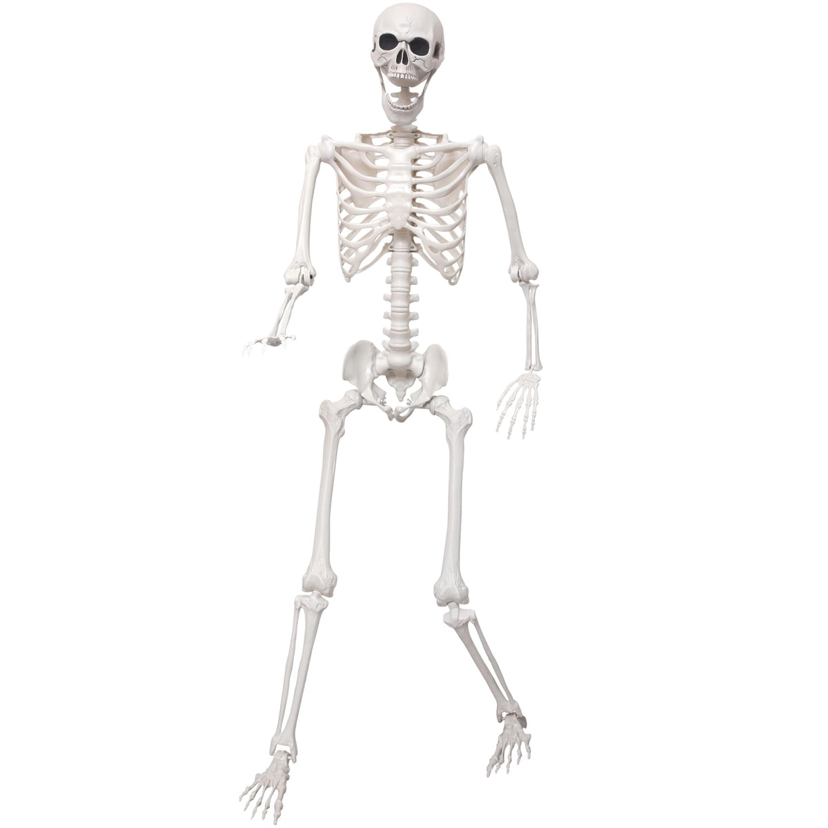 5.4Ft Life Size Skeleton with Movable Joints N672