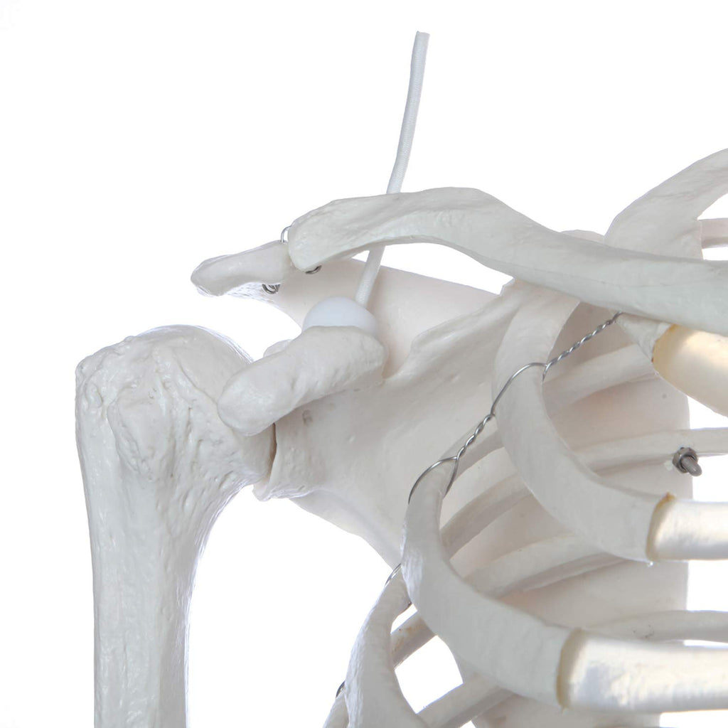 Life-Size Human Skeleton H550712