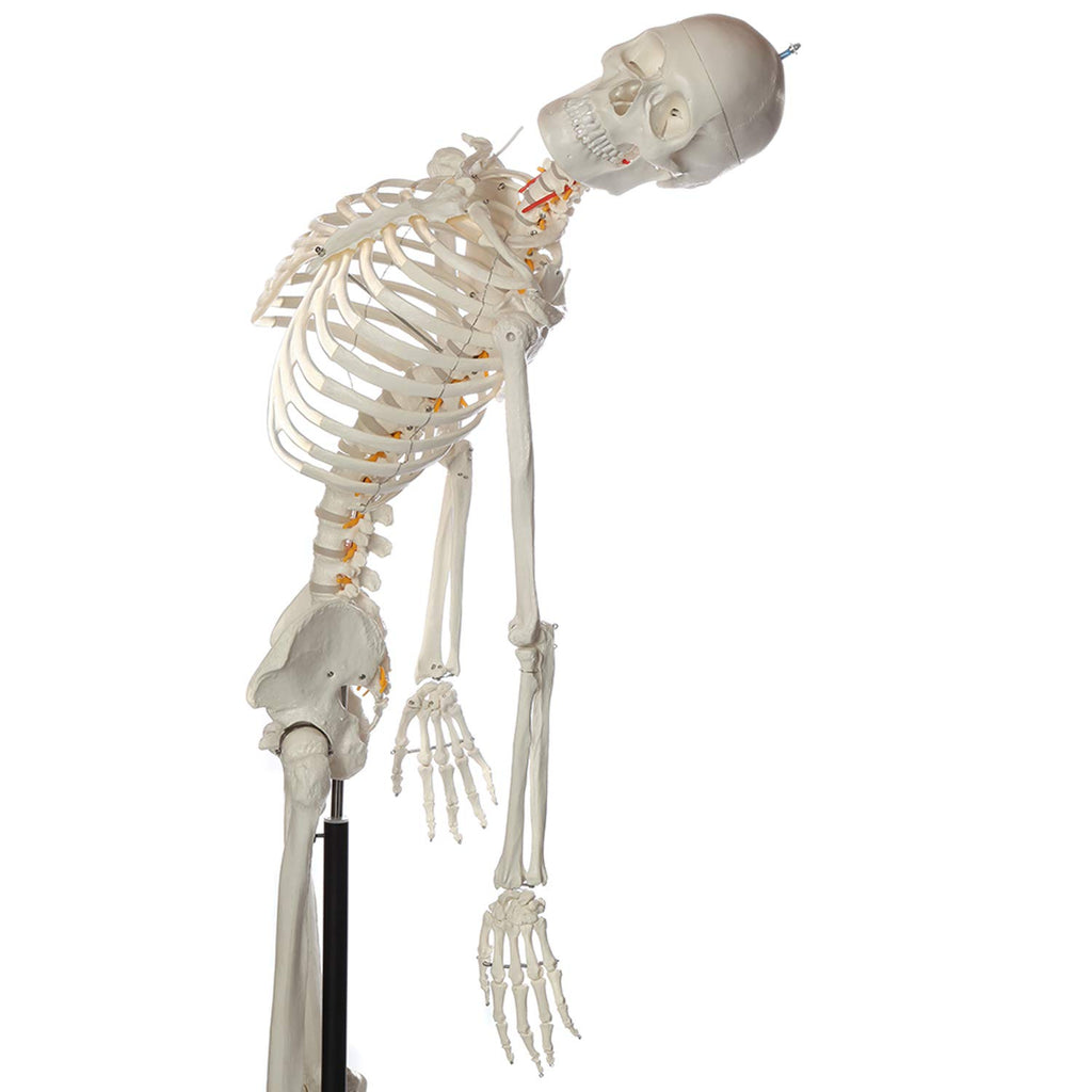 Life-Size Human Skeleton H550712