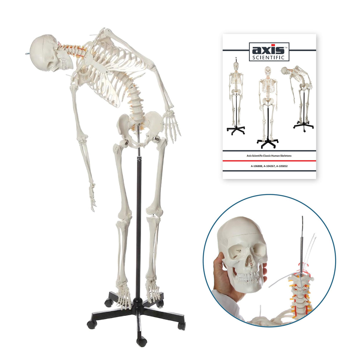 Life-Size Human Skeleton H550712
