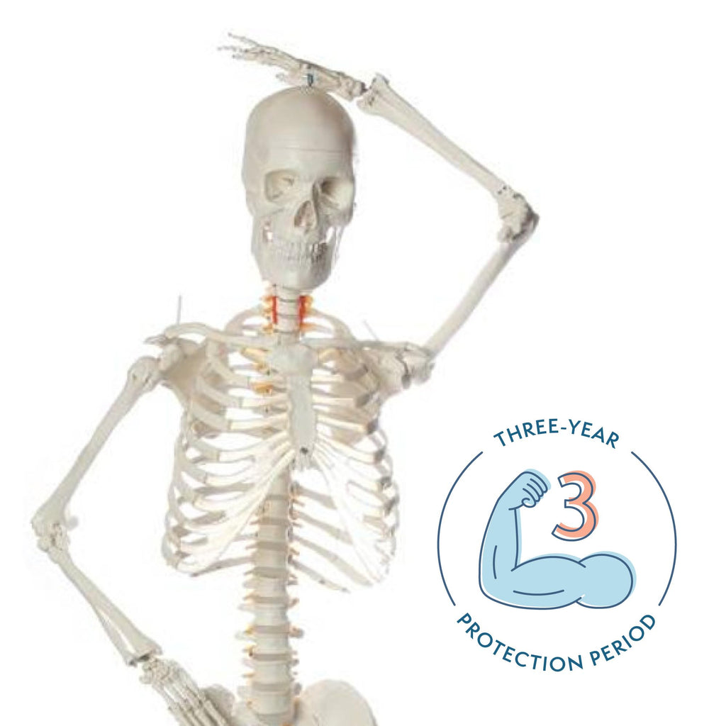 Life-Size Human Skeleton H550712