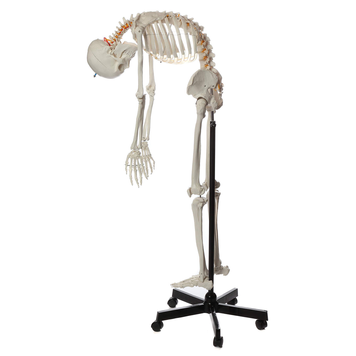 Life-Size Human Skeleton H550712