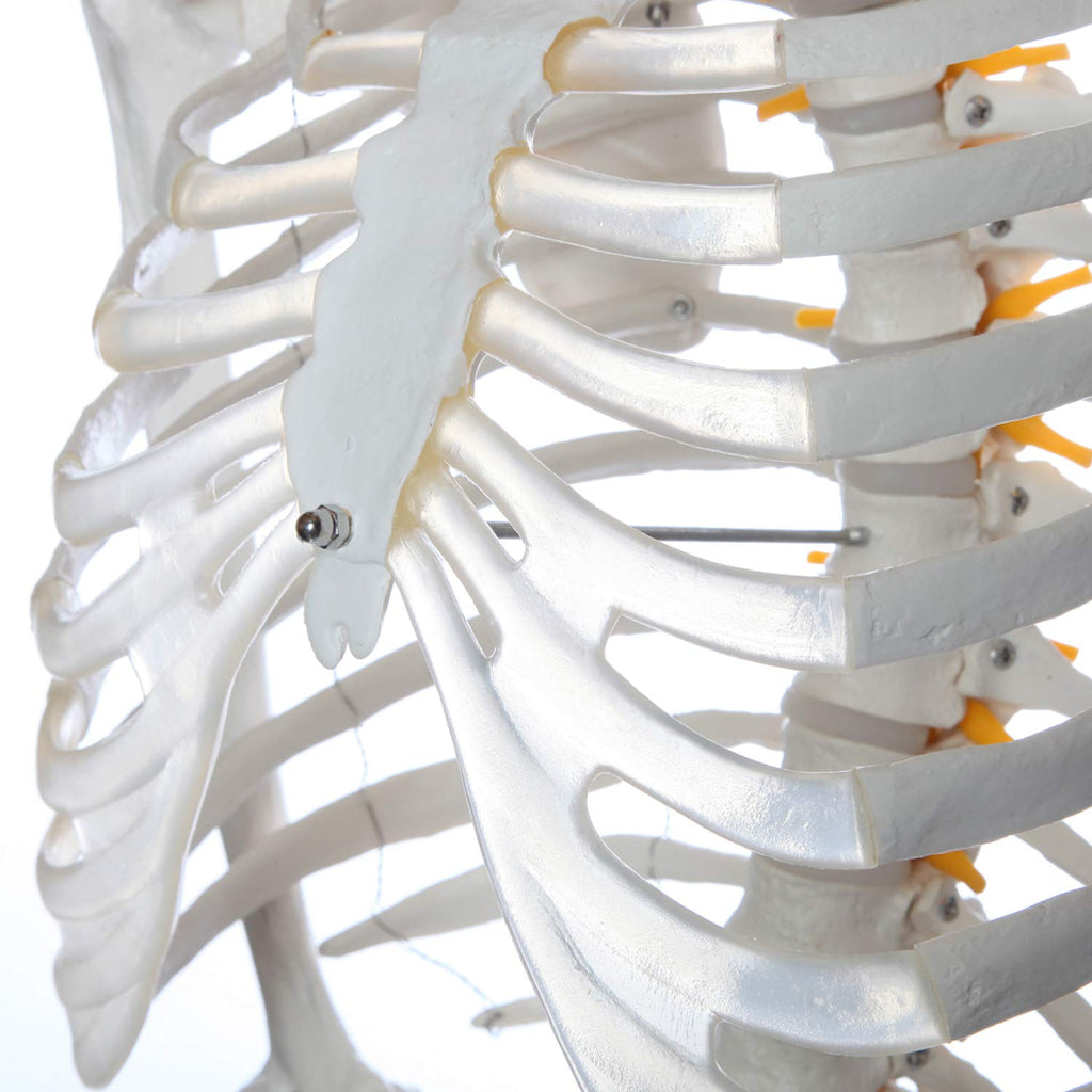 Life-Size Human Skeleton H550712