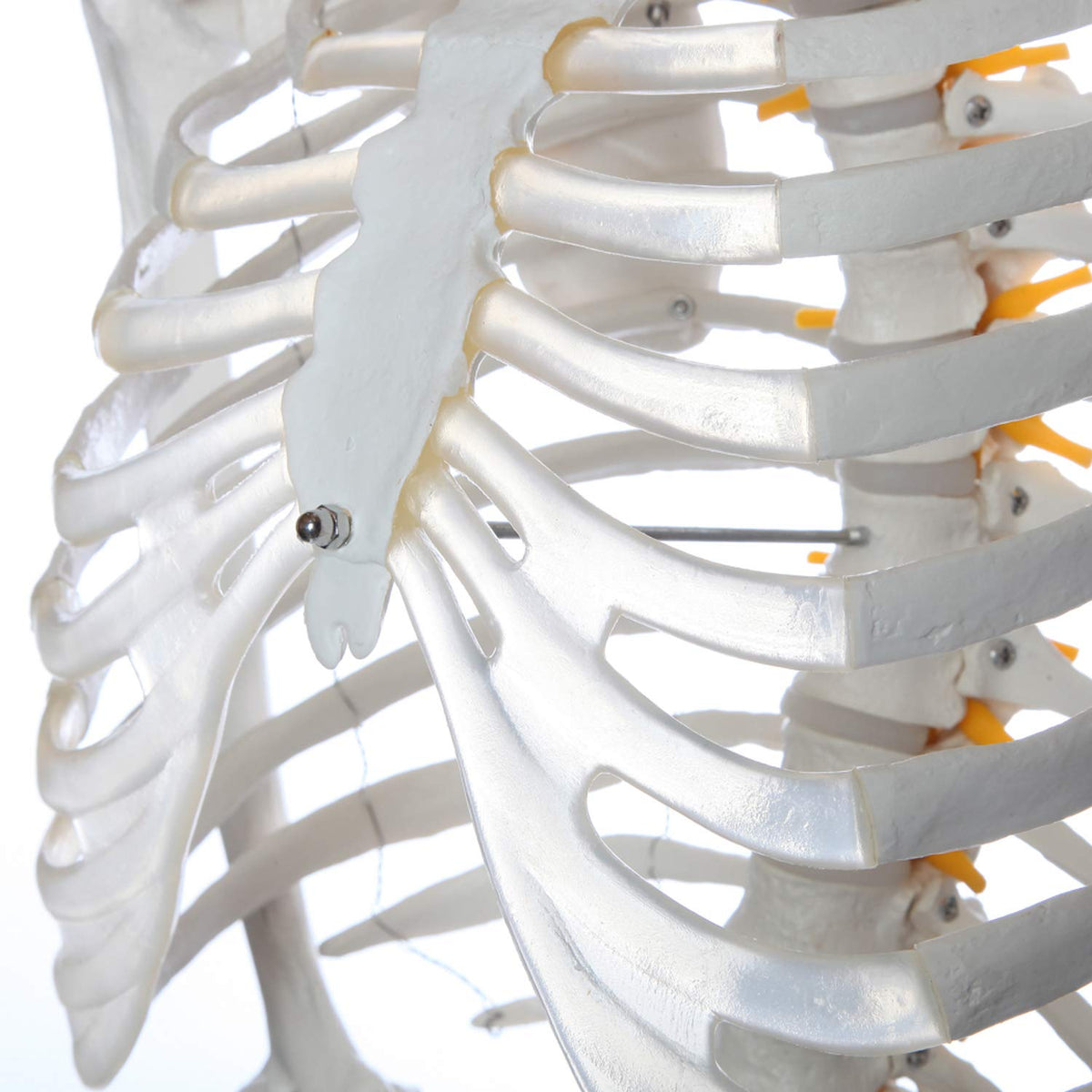 Life-Size Human Skeleton H550712