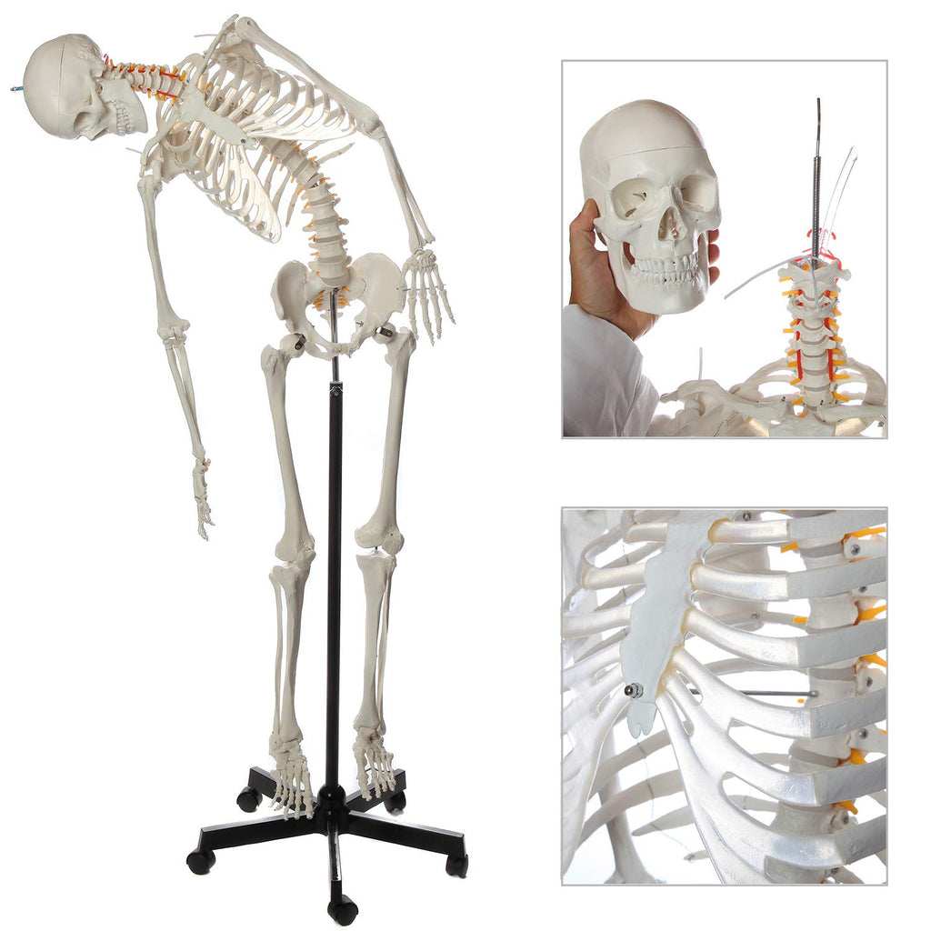 Life-Size Human Skeleton H550712