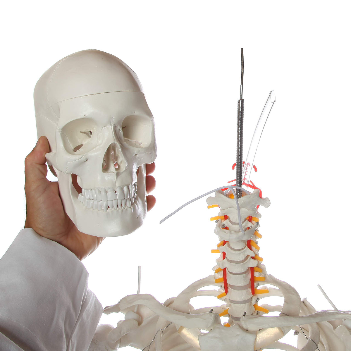 Life-Size Human Skeleton H550712